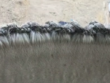 Image from a video on the YouTube channel Centerline Style showing a horse with the reverse scallop braid