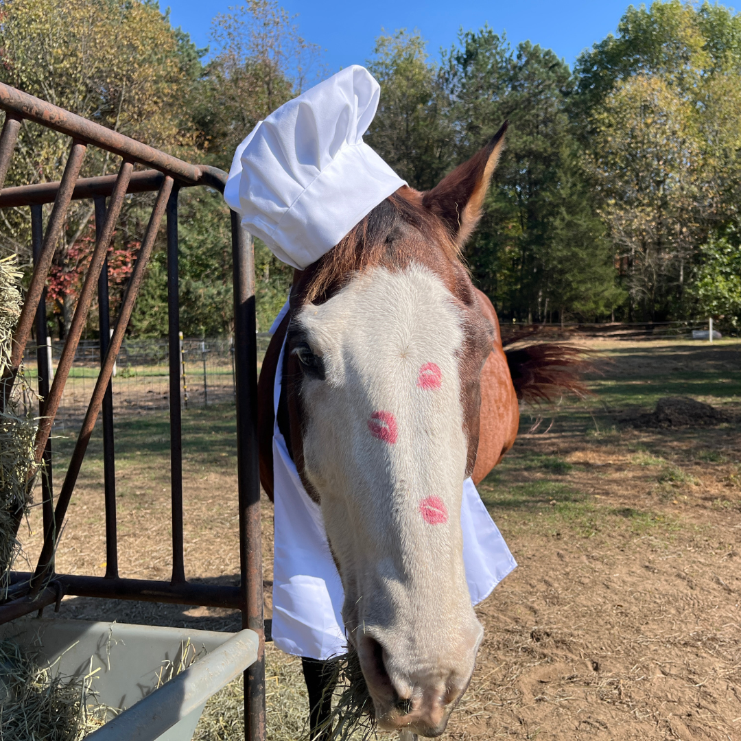 A horse dressed as a chef with kiss marks on his face