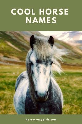 A picture of a grey horse with a field and mountains in the background. A green stripe at the top and bottom of the image with the words Cool Horse Names at the top in white letters and Horsecrazygirls.com at the bottom in white letters.
