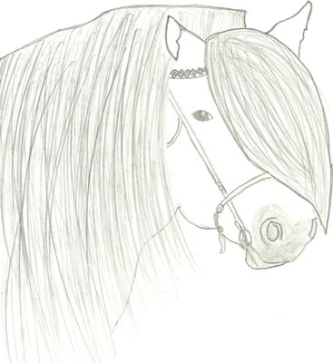 A pencil drawing of a Dartmoor ponies head. The pony is wearing a bridle without reins attached and is facing the observer.