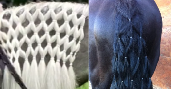 Diamond braid of horse mane and diamond braid of horse tail. Image of diamond braid horse mane comes from a video on the YouTube channel Roany Pony Farm. Tail picture is from ridiculouslygorgeousequines.tumblr.com that Wanda Lindsoe appears to have shared