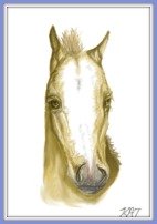 A drawing of a palomino foal's head. The foal has a white blaze and no forelock only a tuft of mane sticking up between its ears. The word 'KAT' is in the bottom right hand corner.