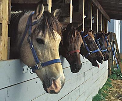 in order from left to right: Flash ,Elder, Lexi, Apollo, Charger