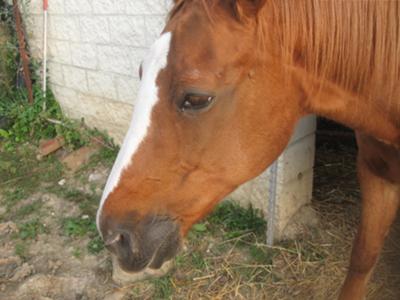 My horse Penny