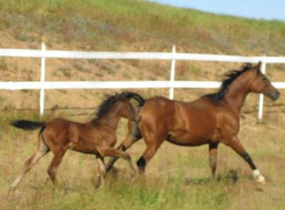 horse and foal