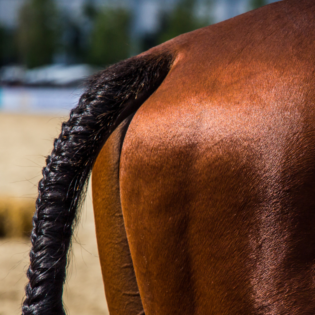 French braided horse tail