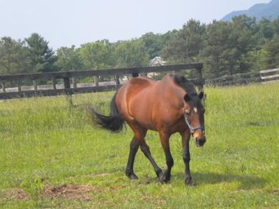 This is my old pony Dixie