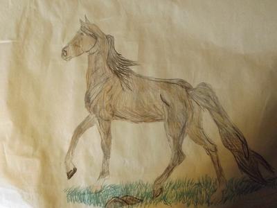 Bullet, stallion of the West