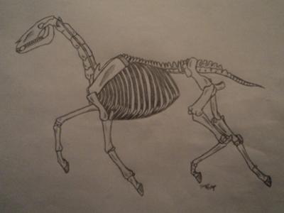 Skeletonal Horse