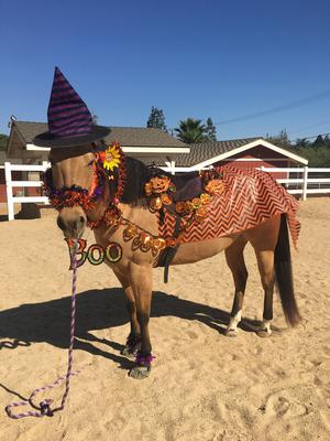 A horse dressed up like a witch.