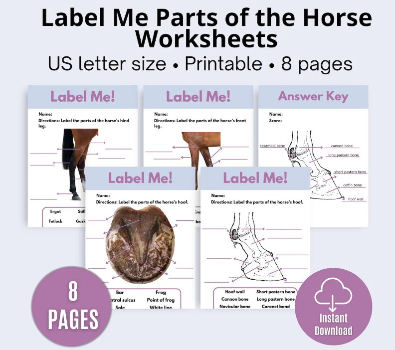 Horse Anatomy Worksheets — hoof and leg labeling activity printable