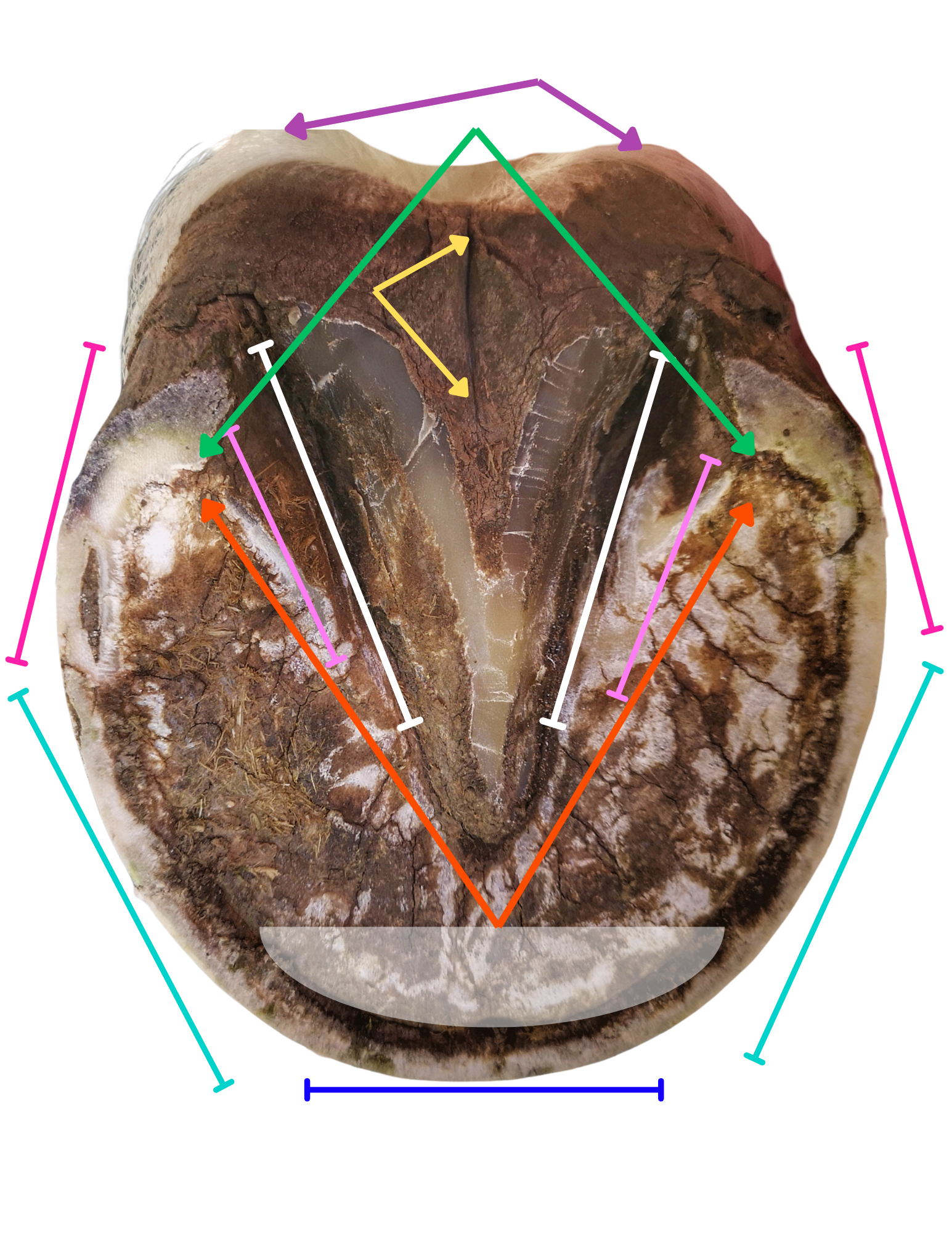 Bottom of a horse hoof preview