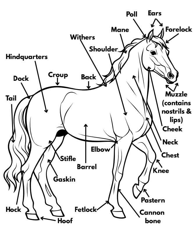 Free horse anatomy coloring page