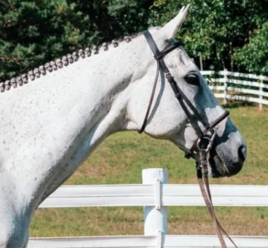 Image from BraidSecrets of a grey horse with hunter style braids