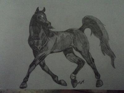 Horse Drawing