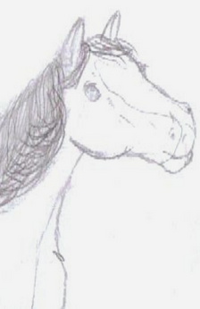 A pencil drawing of a horse head.