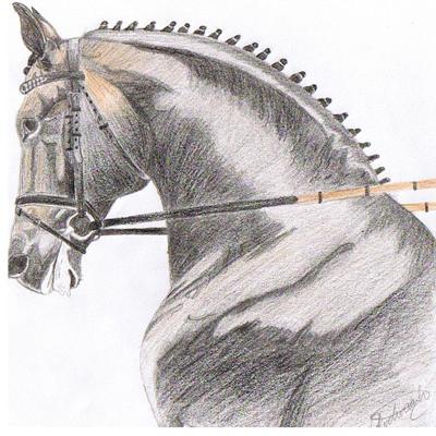 black dressage stallion