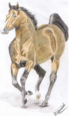 thoroughbred stallion cantering