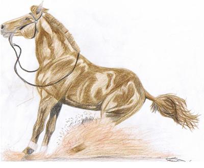 western reining horse