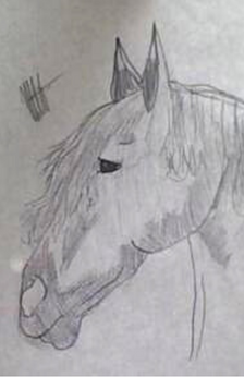 A pencil drawing of a horse head.