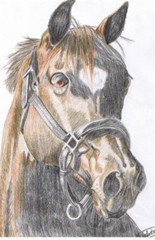 A pencil drawing with color of a bay horse's head with a halter on.