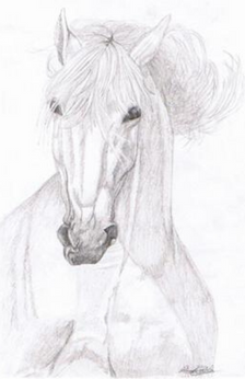 Drawing Horses (of course!) with ShawnaLee | Fairfield Museum and History  Center