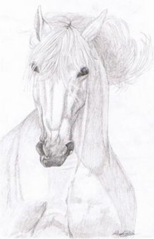 A pencil drawing of a grey Andalusian horse head.
