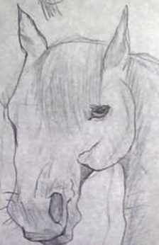 A horse head drawn in pencil.