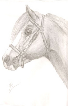 A horse head pencil drawing. The horse is wearing a bridle.