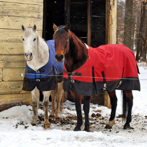 Two horses in the snow with blankets on