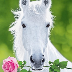 A picture of a white horse holding a pink rose in its mouth.