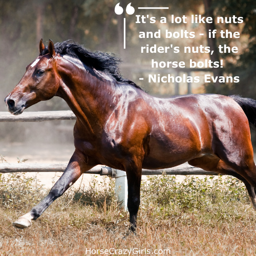 A picture of the quote "It's a lot like nuts and bolts-if the rider's nuts, the horse bolts!" - Nicholas Evans