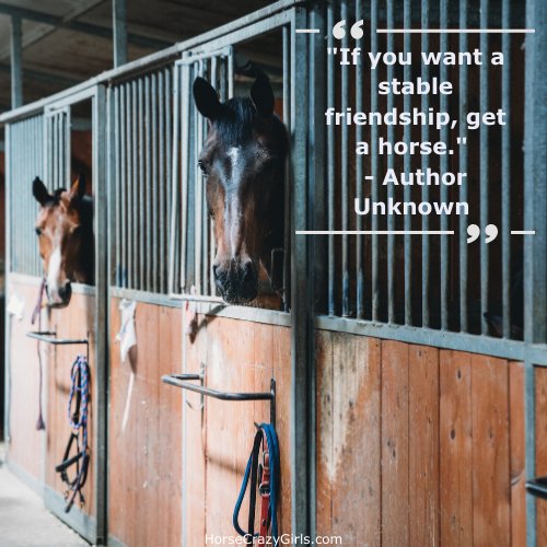 A picture of a girl's face with a horse's head and the quote "If you want a stable friendship, get a horse." - Author Unknown