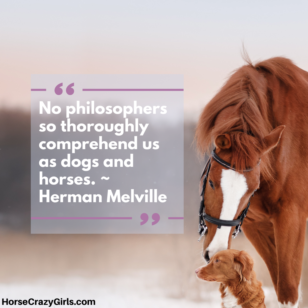 A picture of a horse with the quote “No philosophers so thoroughly comprehend us as dogs and horses.” ~ Herman Melville