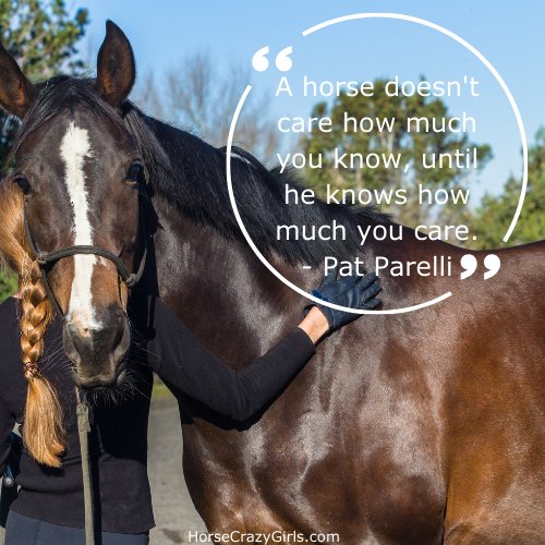 A horse standing at the fence with the quote "A horse doesn't care how much you know, until he knows how much you care." - Pat Parelli