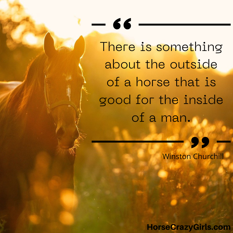 A picture of a brown horse in a field during sunrise with the quote "There is something about the outside of a horse that is good for the inside of a man." ~ Winston Churchill