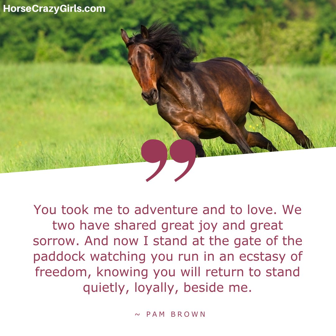 An image of a bay horse galloping with the quote “You took me to adventure and to love. We two have shared great joy and great sorrow....” ~ Pam Brown