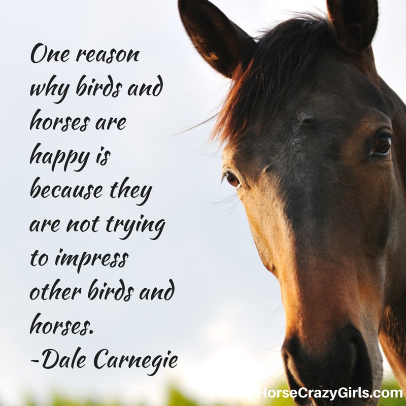 A picture of a horse's face with the quote "One reason why birds and horses are happy is because they are not trying to impress other birds and horses." The quote is by Dale Carnegie.
