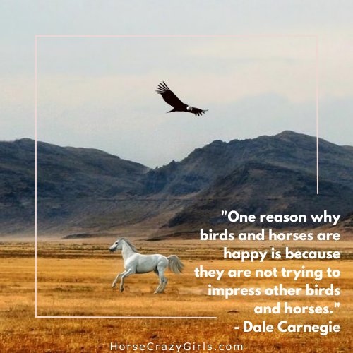 A picture of a horse's face with the quote "One reason why birds and horses are happy is because they are not trying to impress other birds and horses." The quote is by Dale Carnegie.