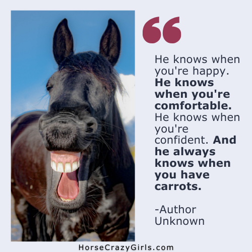 A picture of a horse with his lip curled with the words "He knows when you're happy. He knows when you're comfortable. He knows when you're confident. And he always knows when you have carrots."