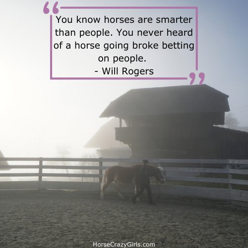 A picture of two white horses in a green field with the quote "You know horses are smarter than people. You never heard of a horse going broke betting on people." -Will Rogers