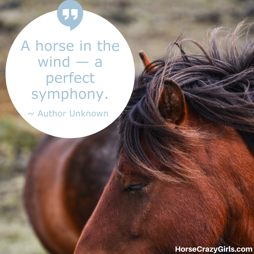 A close up image of a bay horse with the quote “A horse in the wind — a perfect symphony.” ~ Author Unknown
