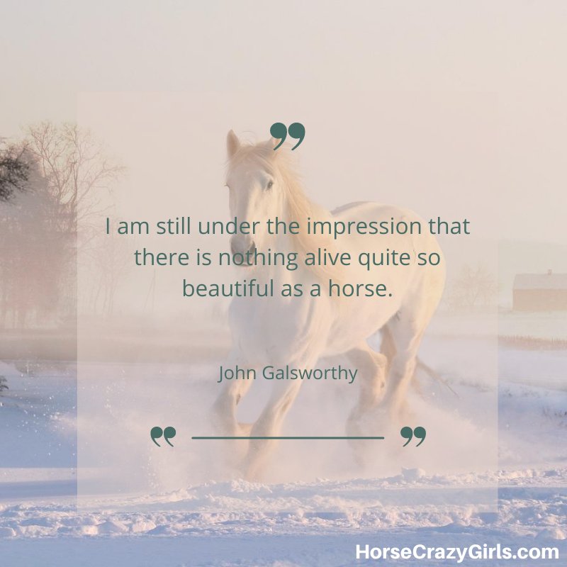 A picture of a white horse in a snowy field with the quote "I am still under the impression that there is nothing alive quite so beautiful as a horse." ~ John Galsworthy
