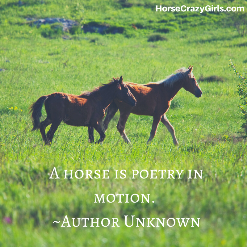 A picture of a two brown horses on a field with the quote "A horse is poetry in motion." ~Author Unknown