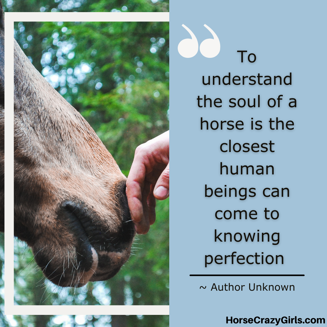 A picture of a hand touching a horse's nose with the quote "To understand the soul of a horse is the closest human beings can come to knowing perfection." ~ Author Unknown