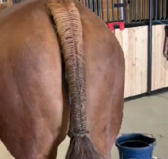 Image from video on Real Rider Reviews YouTube channel of a horse's tail braided in a hunter style