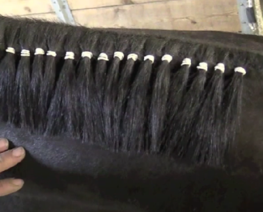 Image from the Greenhawkinc YouTube channel video on banding your horses mane for a western class shows a horses mane partially banded