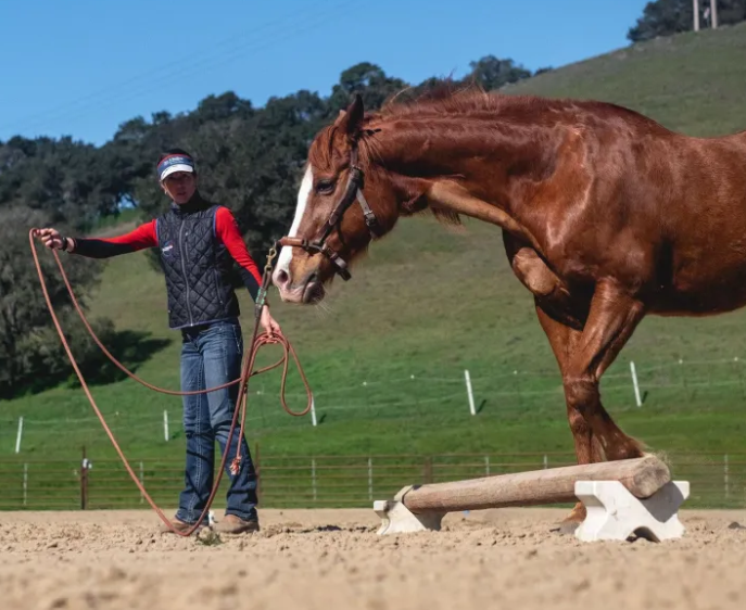 Image from Jec Ballou 30-Day Core Fitness for Horses page. Shows a woman working with a chestnut horse.
