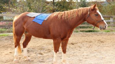 A horse wearing a few pieces of fabric on its back.