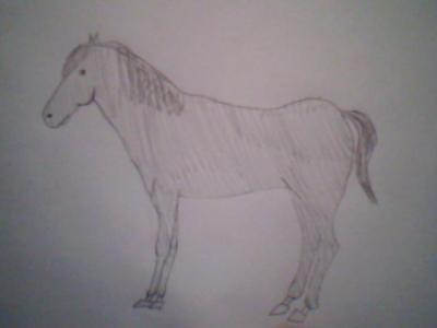 A pencil drawing of a horse standing still.